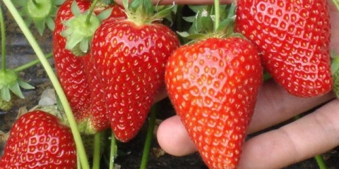 Najbolje sorte jagoda za moskovsku regiju za otvoreno tlo